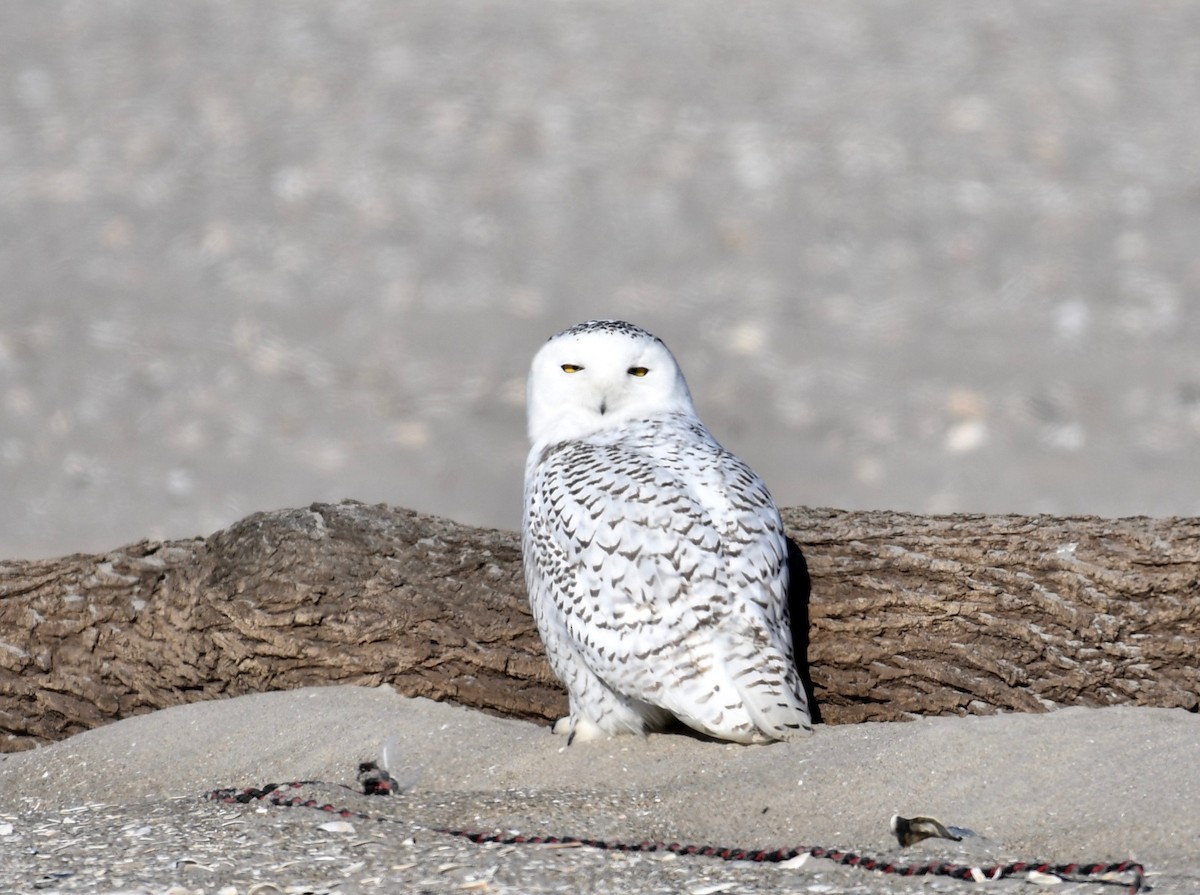 Snowy Owl - ML437081541