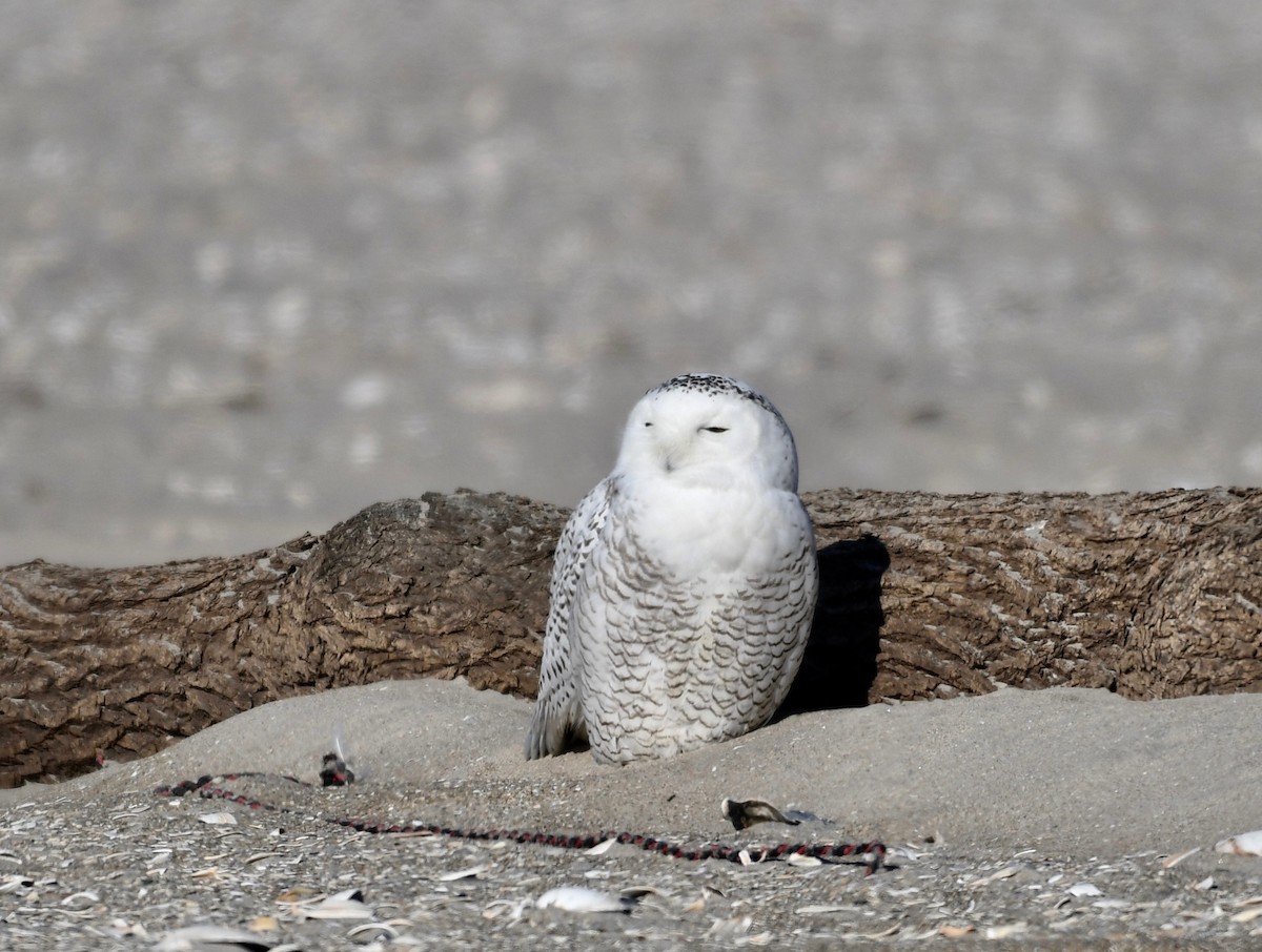 Snowy Owl - ML437081551