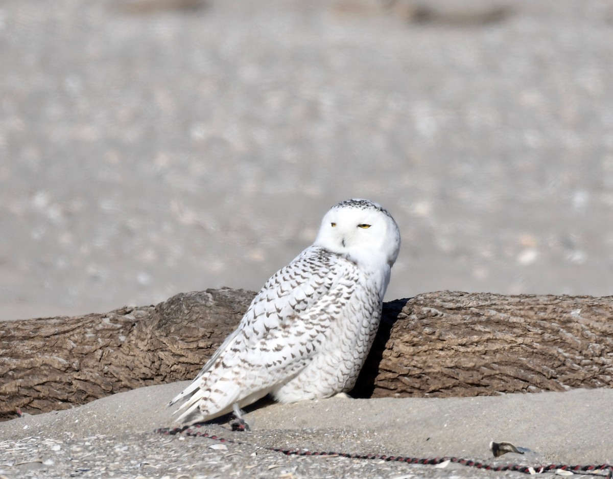 Snowy Owl - Peter Paul