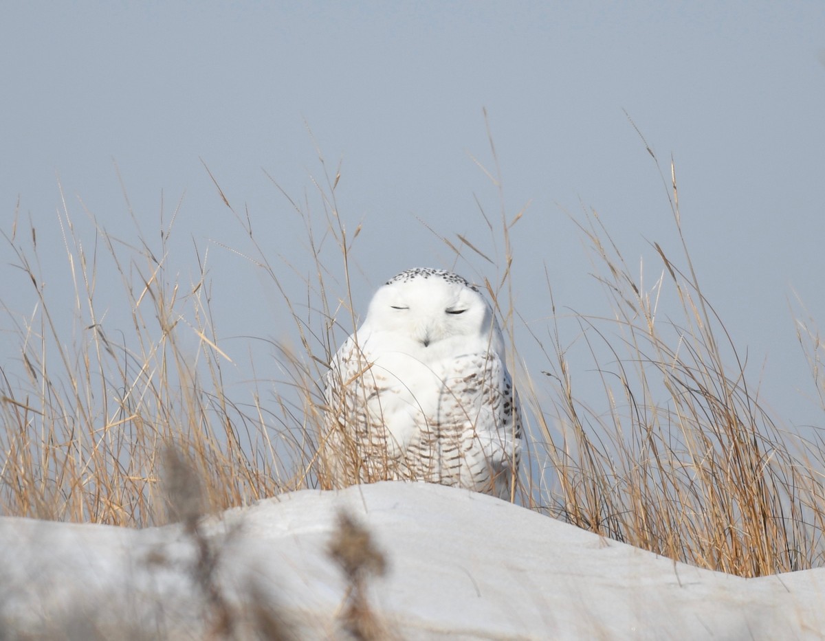 Snowy Owl - ML437082481