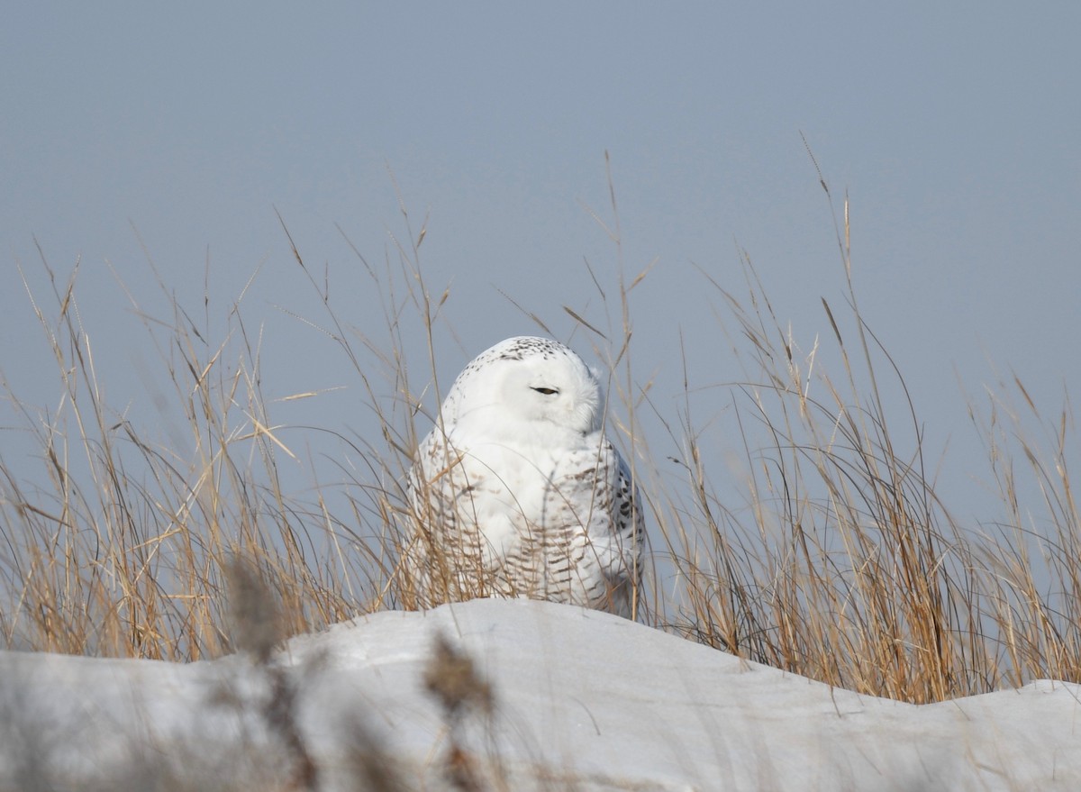 Snowy Owl - ML437082491