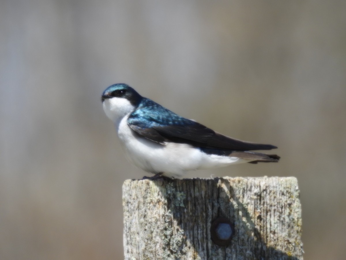 Tree Swallow - ML437082911