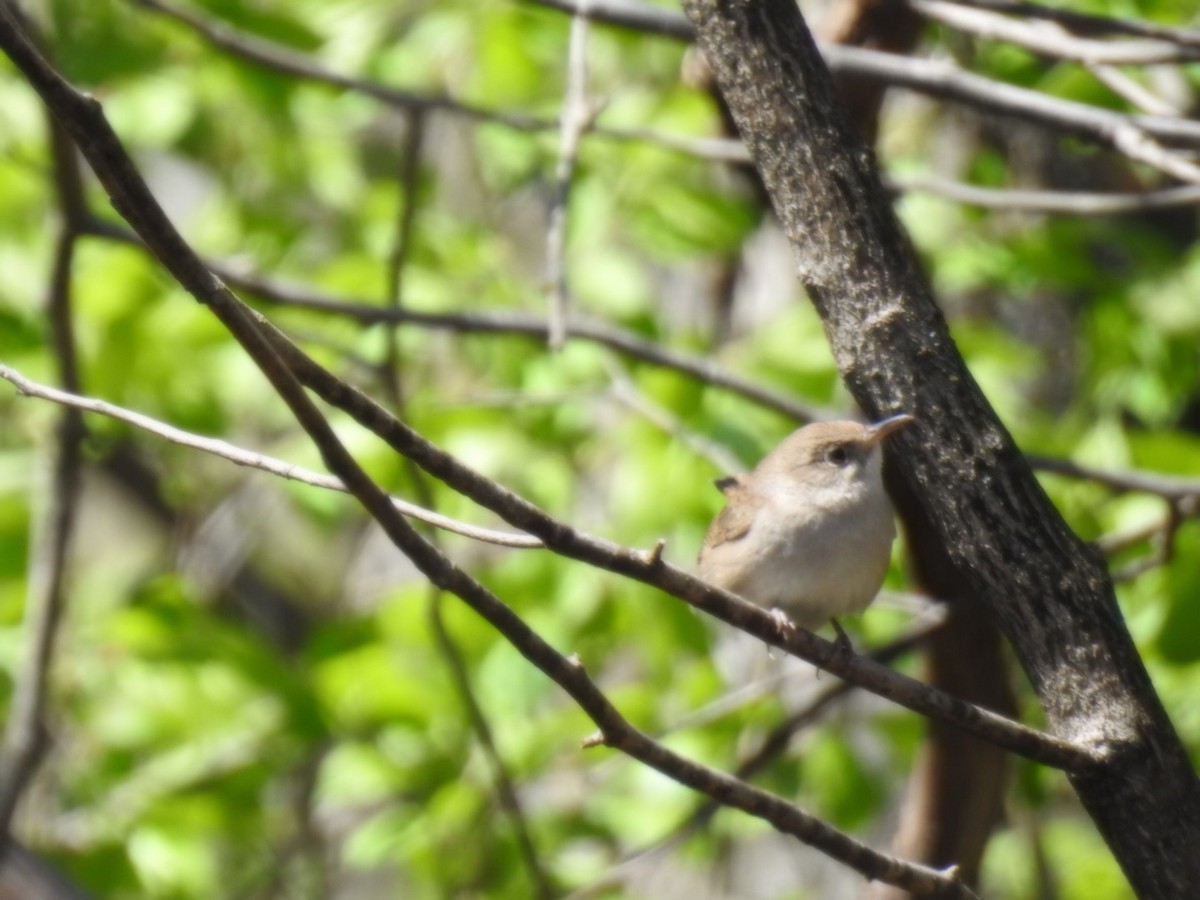 Northern House Wren - ML437083281