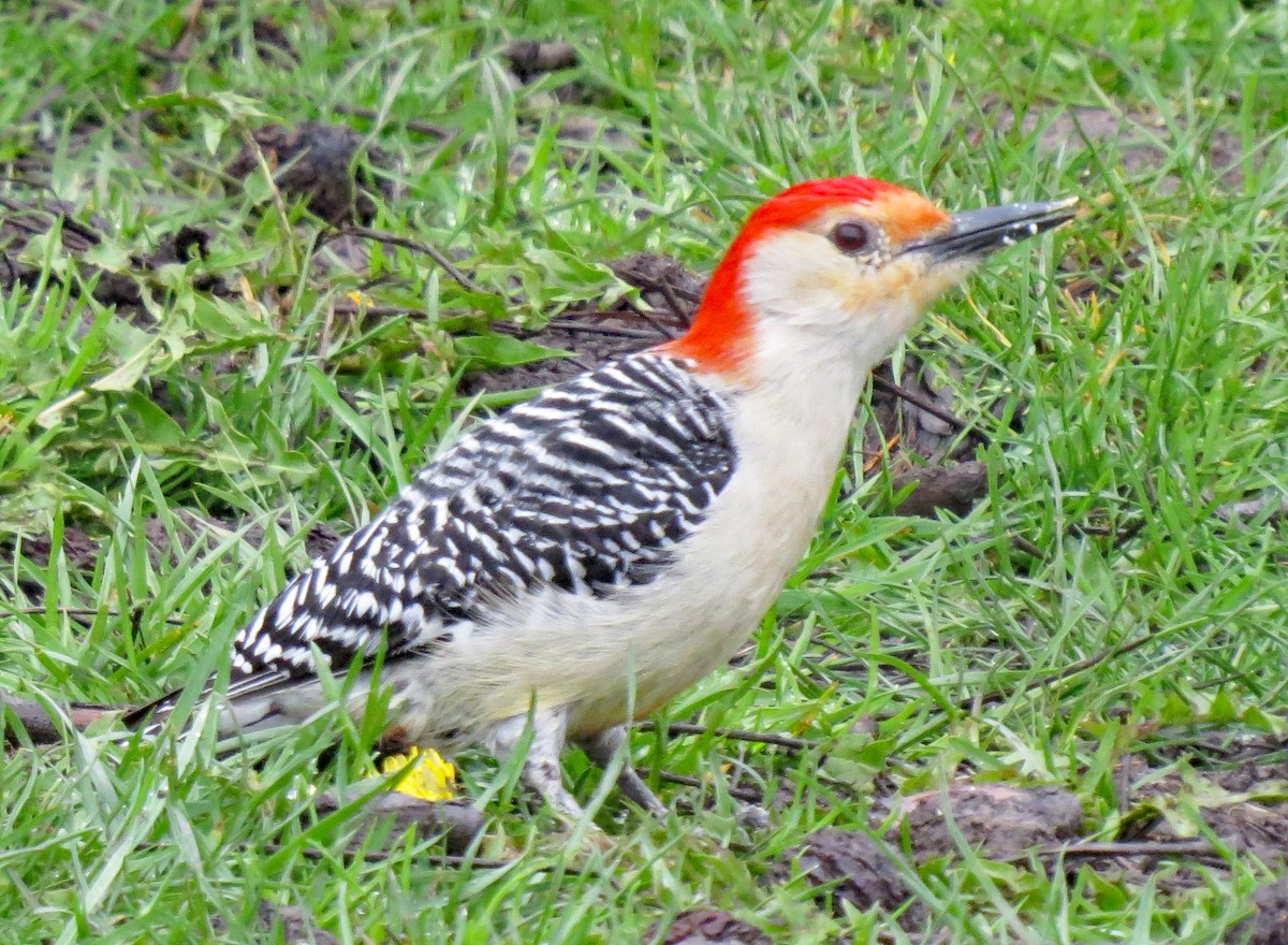 Red-bellied Woodpecker - ML437083401