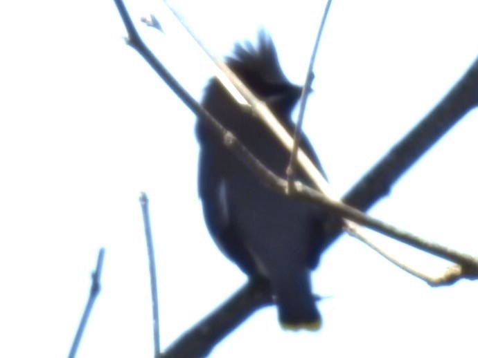 Cedar Waxwing - ML437083451