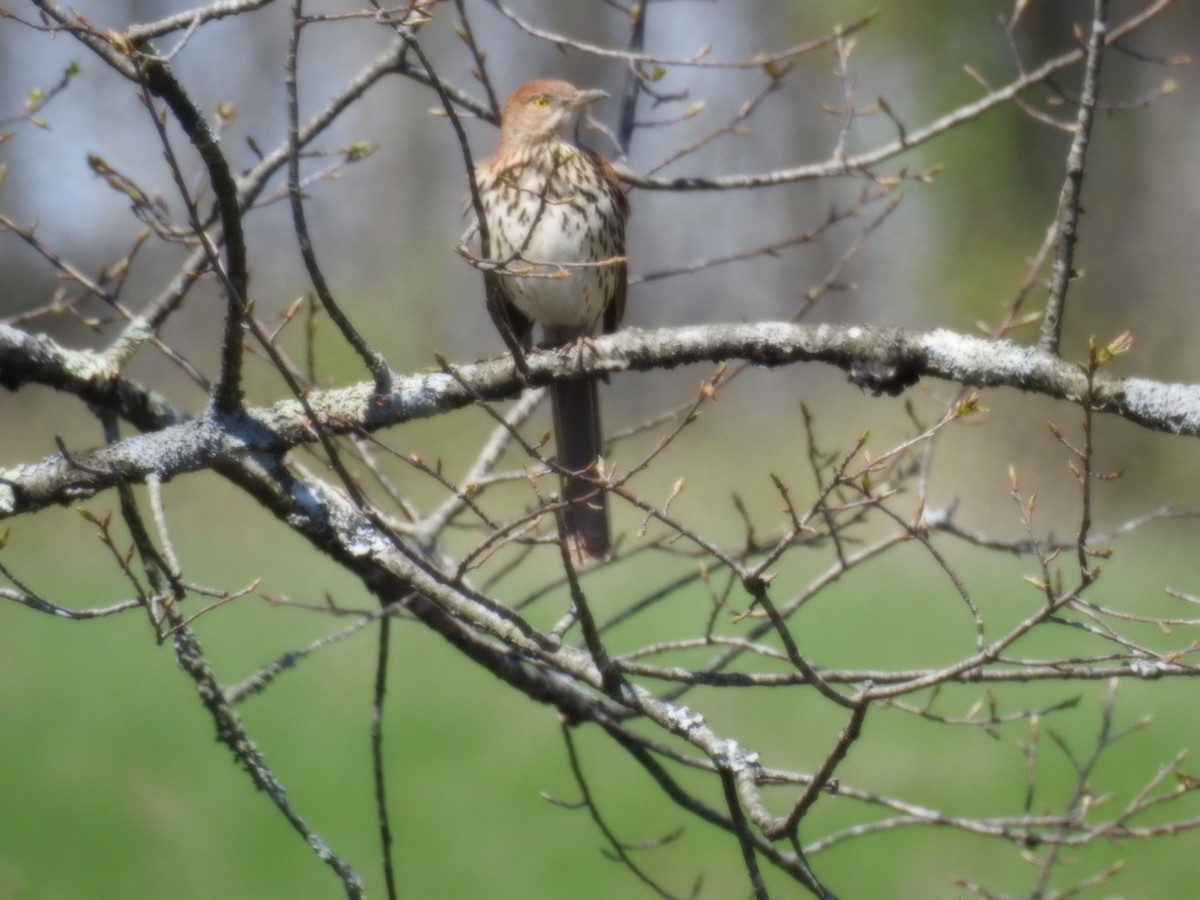 Brown Thrasher - ML437083771