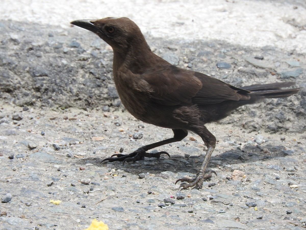 Carib Grackle - ML437084831