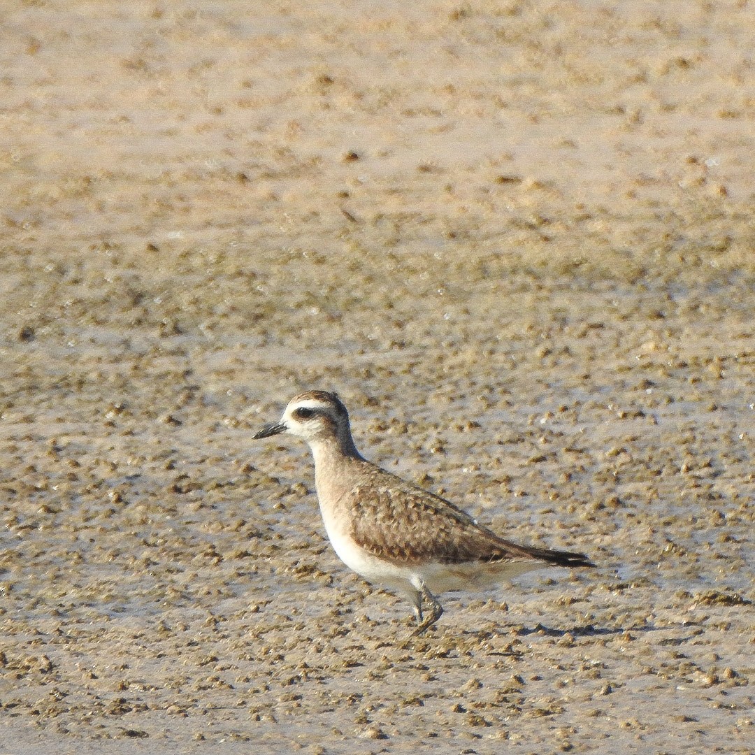 kulík hnědokřídlý - ML437085051