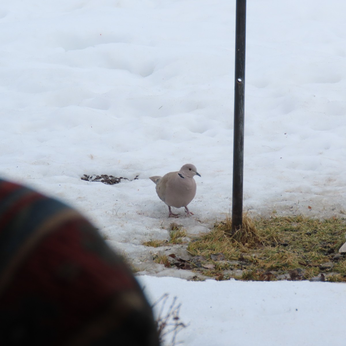 Eurasian Collared-Dove - Karen Lintala