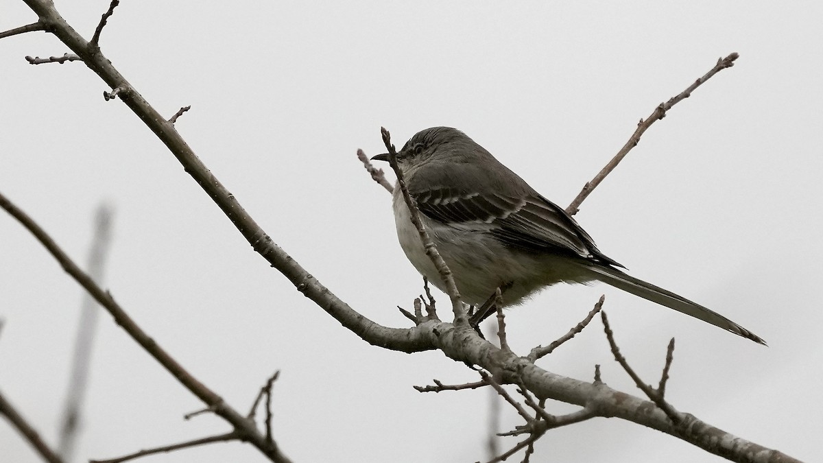 Northern Mockingbird - Sunil Thirkannad