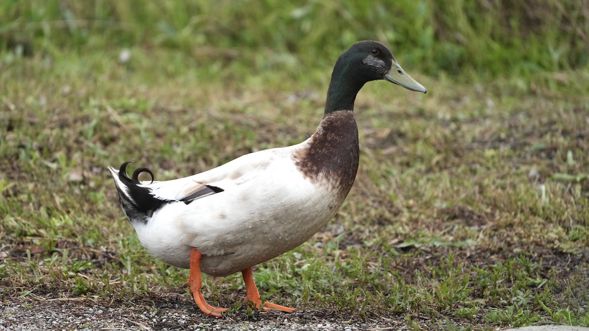 Mallard (Domestic type) - ML437088131