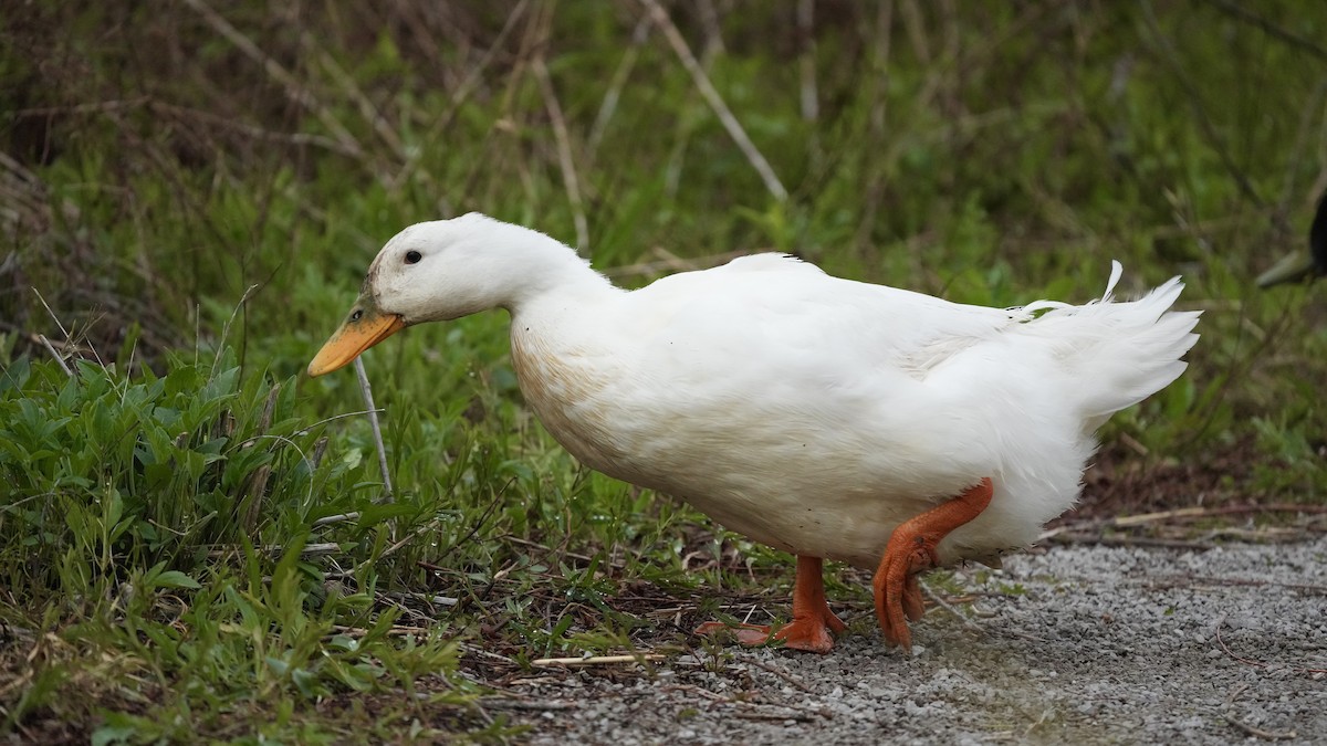 Mallard (Domestic type) - ML437088181