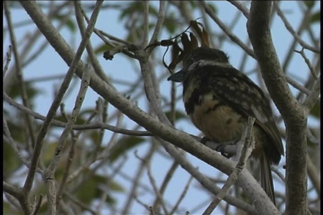 Two-banded Puffbird - ML437089