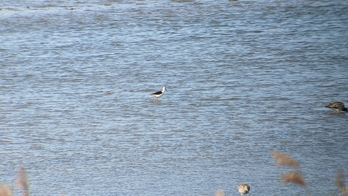 Black-winged Stilt - ML437090371