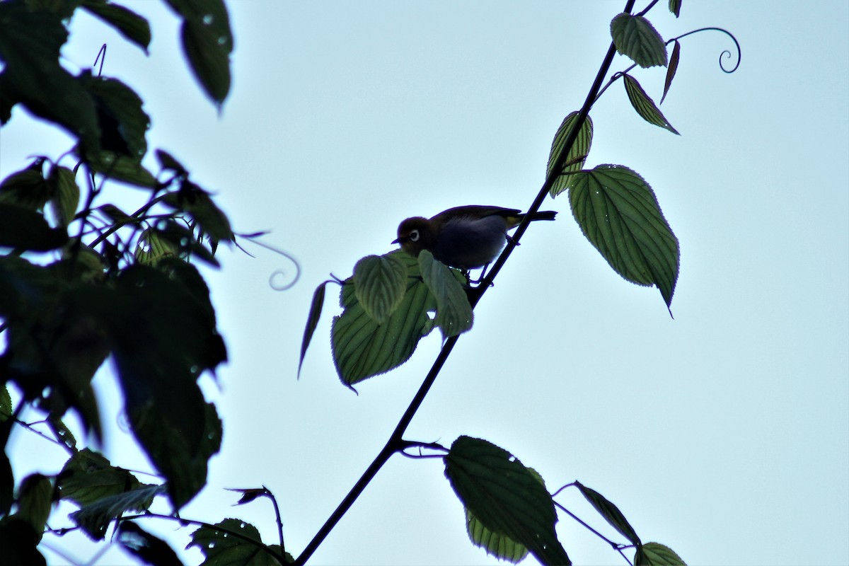 South Pare White-eye - ML437091121