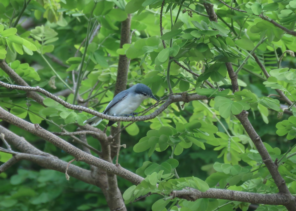 Tropical Gnatcatcher (innotata) - ML437091381