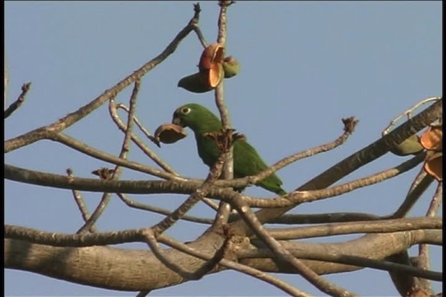 Yellow-crowned Parrot - ML437093