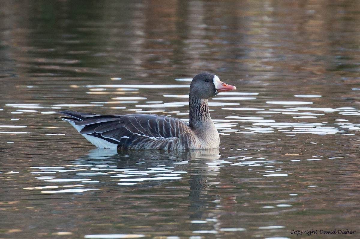 Greater White-fronted Goose - ML43709321