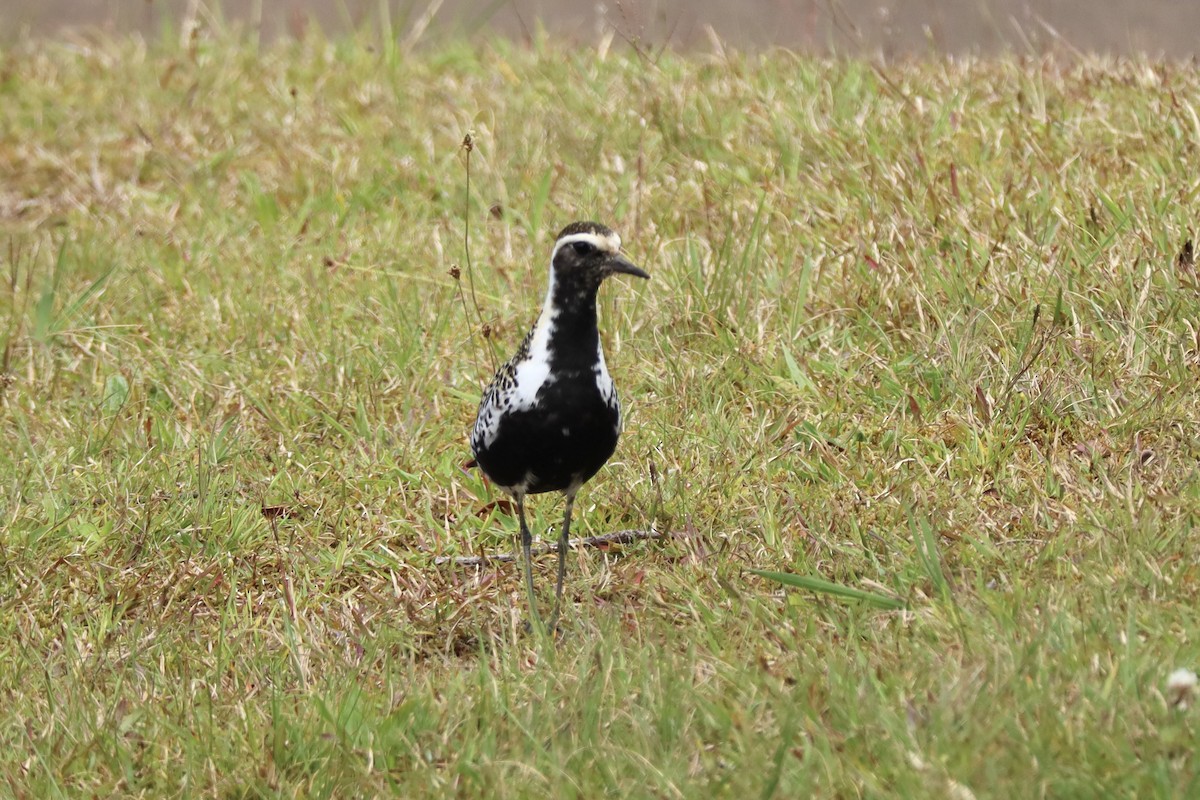 Pacific Golden-Plover - ML437093901