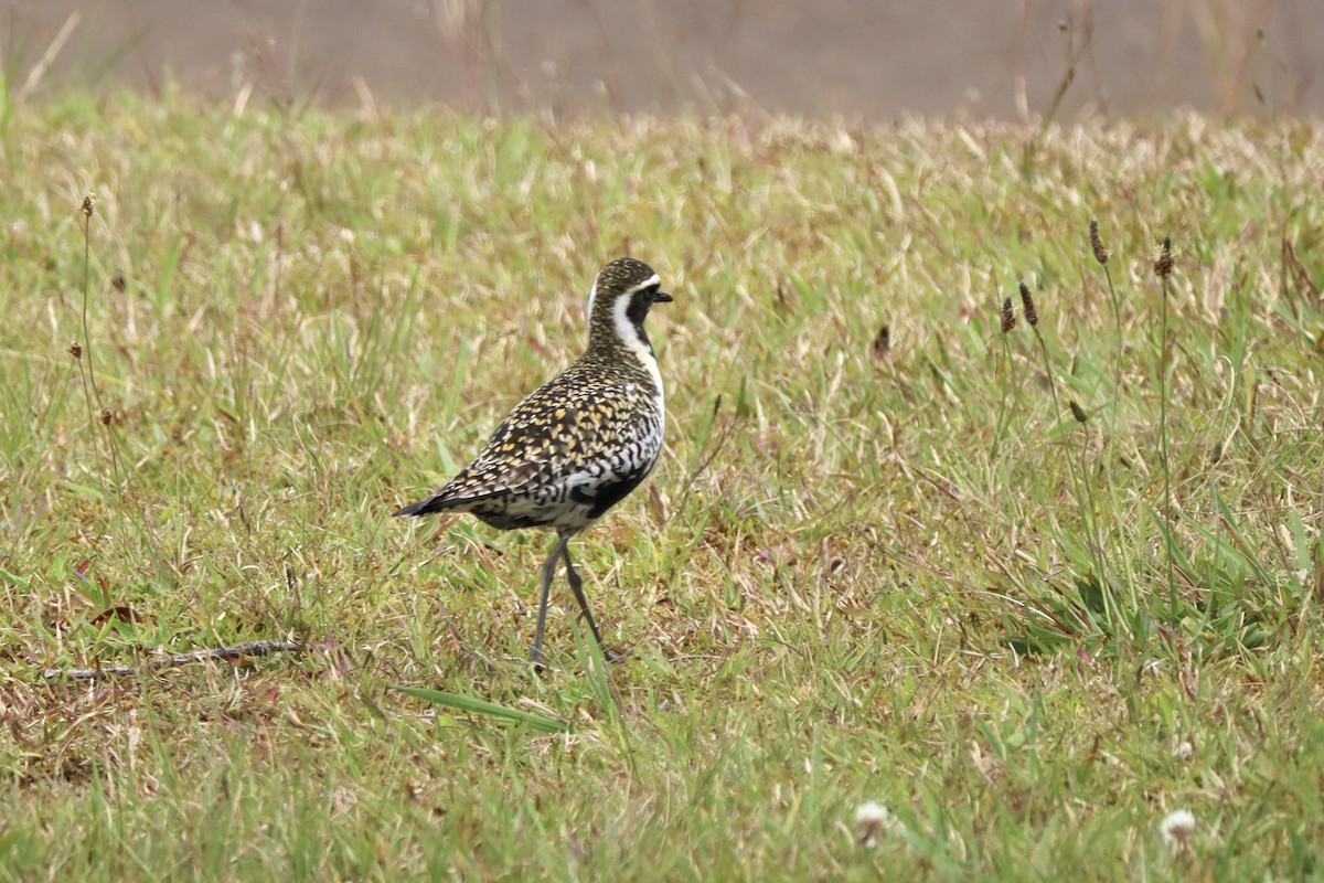 Pacific Golden-Plover - ML437093951