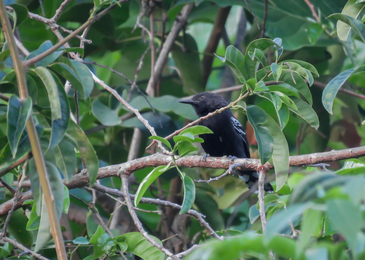 Rio Branco Antbird - Arthur Gomes