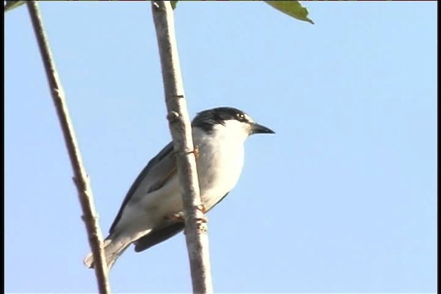 Hooded Tanager - ML437095