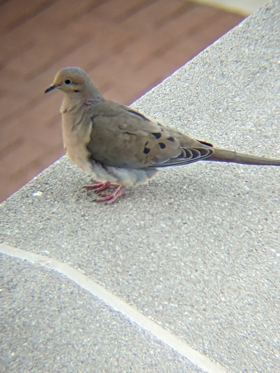 Mourning Dove - David Warner