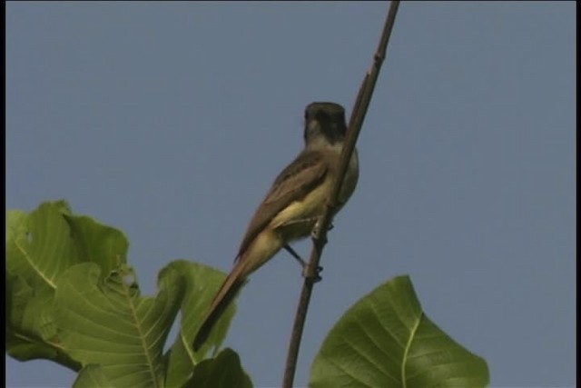 Venezuelan Flycatcher - ML437096