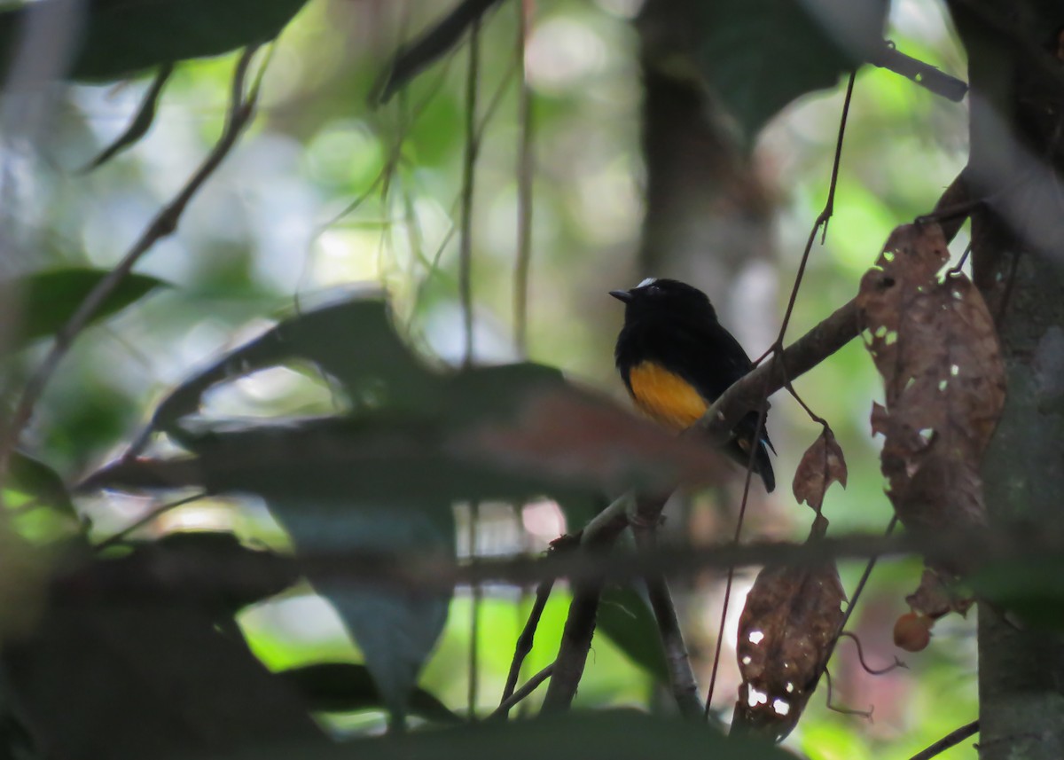 Orange-bellied Manakin - ML437098151