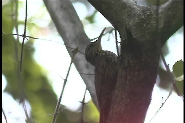 Streak-headed Woodcreeper - ML437099