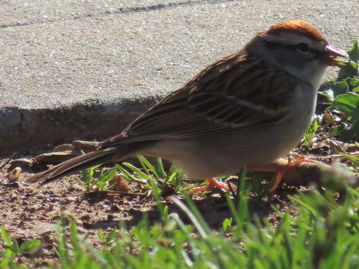 Chipping Sparrow - ML437099501