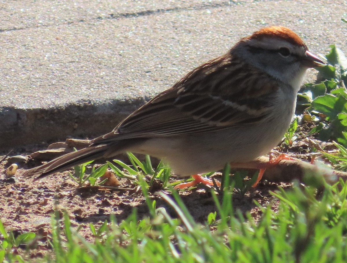 Chipping Sparrow - ML437099521