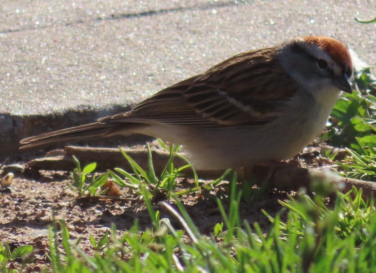 Chipping Sparrow - ML437099531