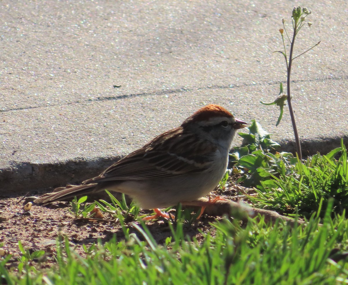 Chipping Sparrow - ML437099541