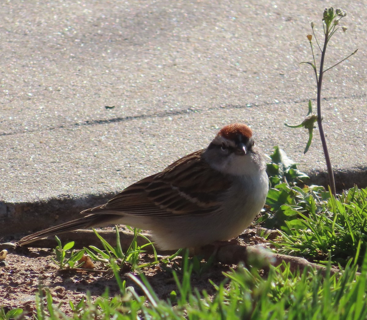 Chipping Sparrow - ML437099551