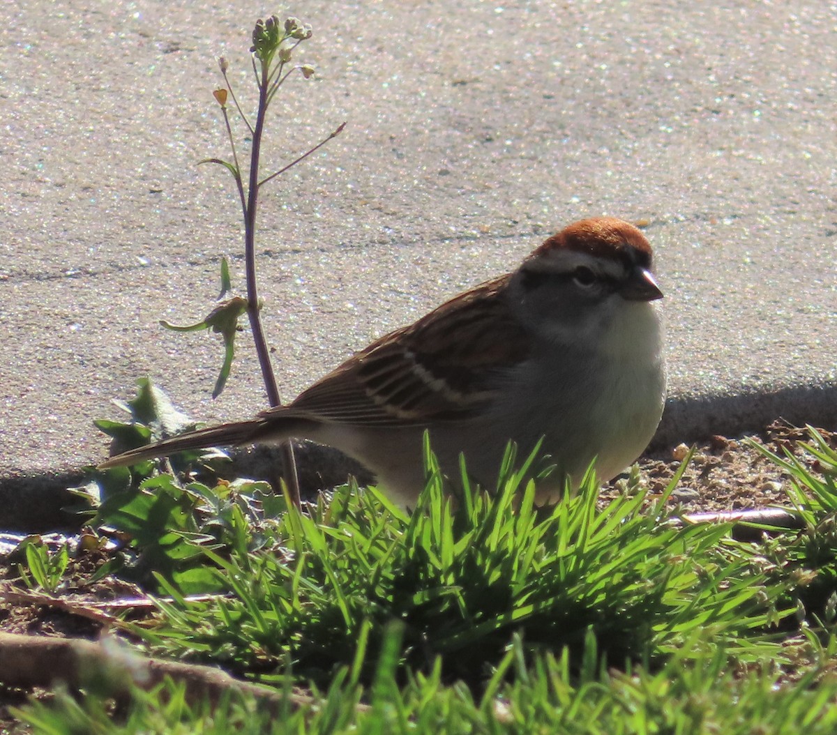 Chipping Sparrow - Horst Onken