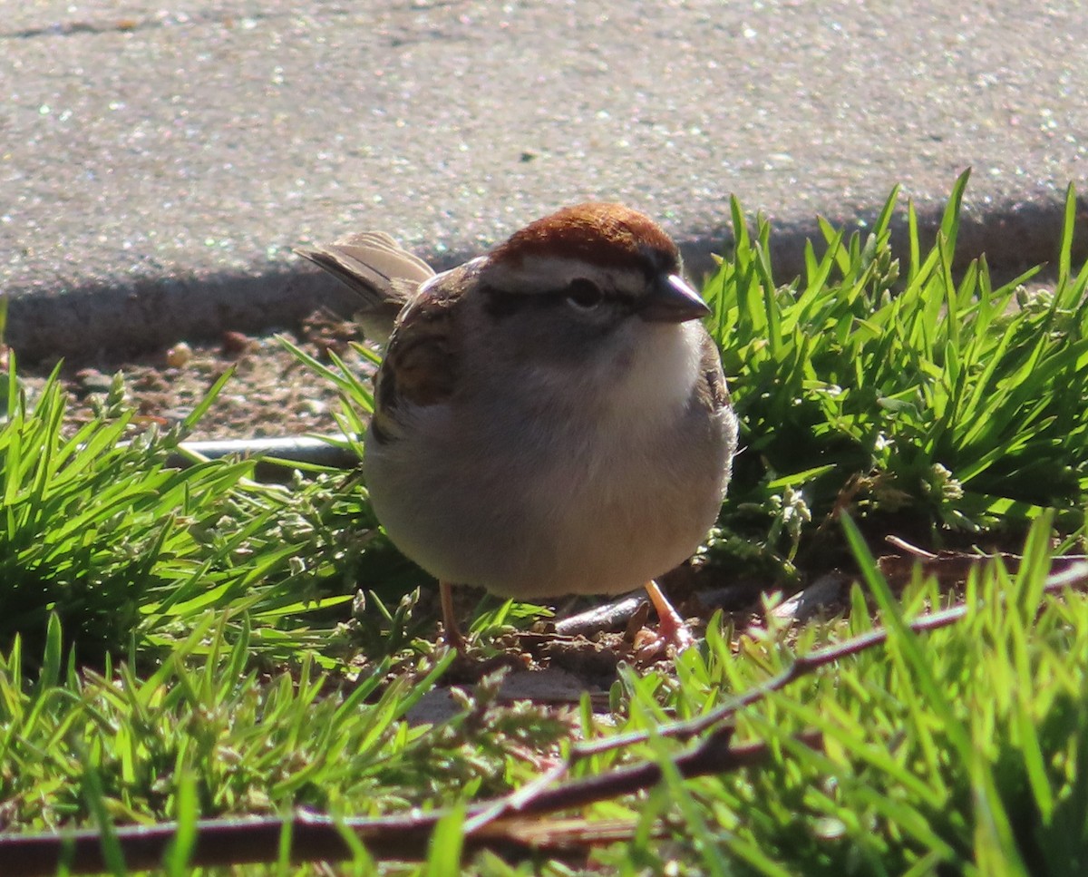 Chipping Sparrow - ML437099571