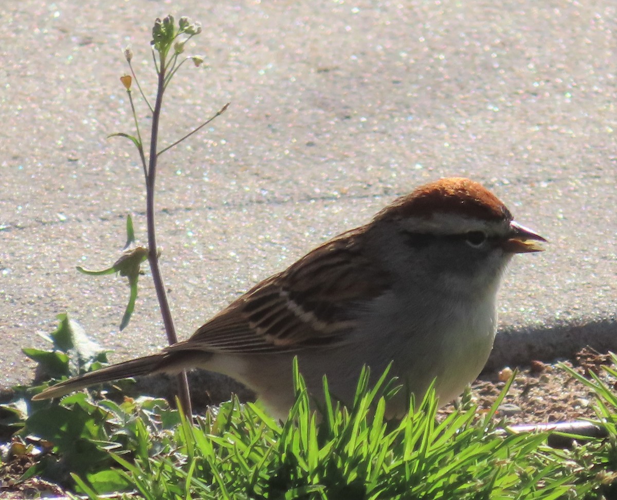 Chipping Sparrow - ML437099581