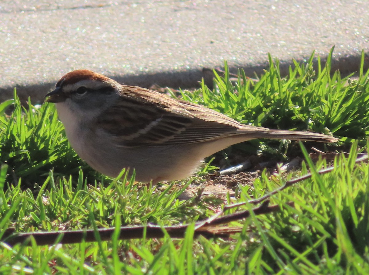 Chipping Sparrow - ML437099631