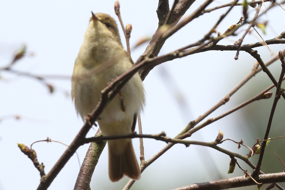 Mosquitero Común - ML437099891