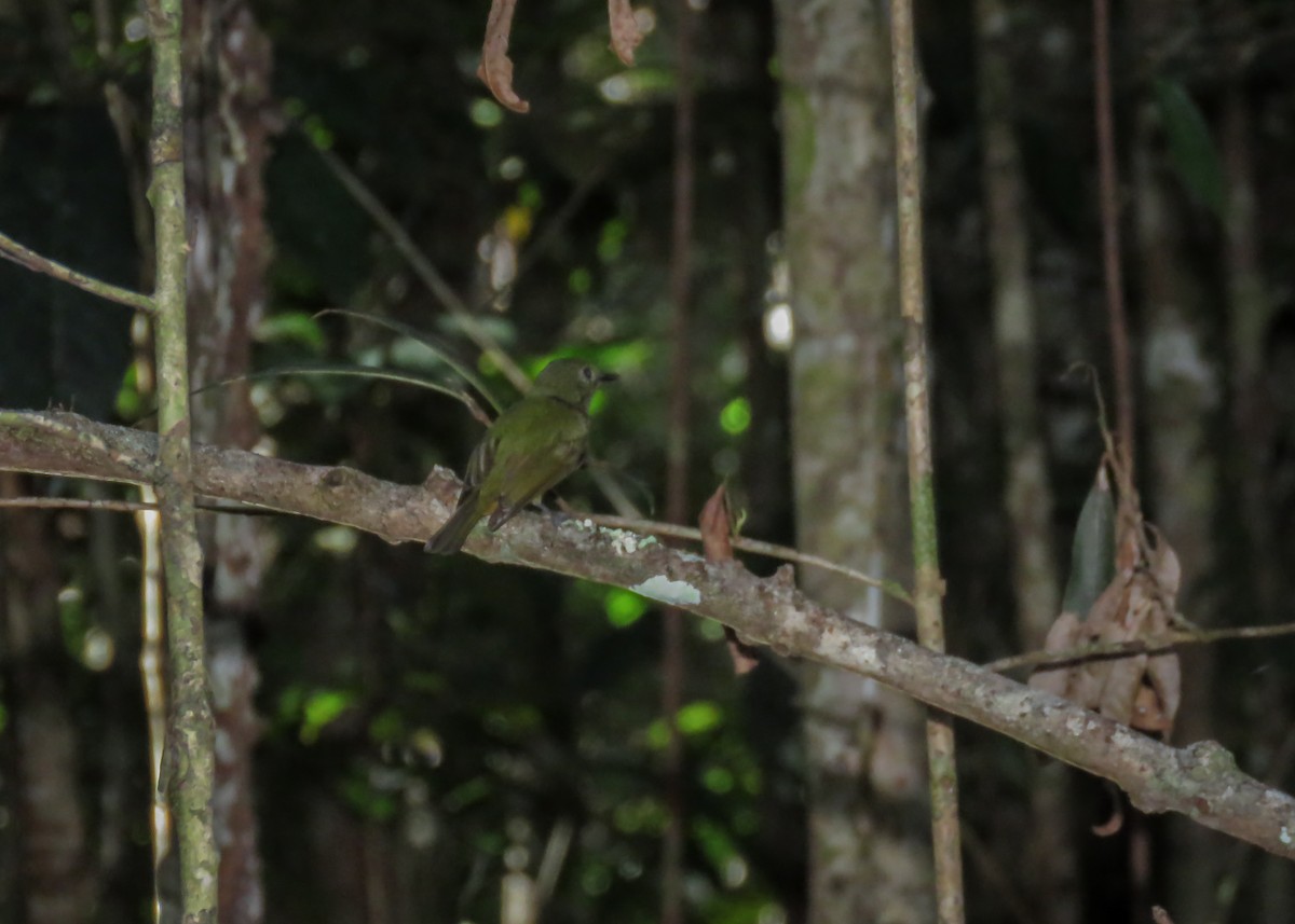 Sierra de Lema Flycatcher - ML437100351