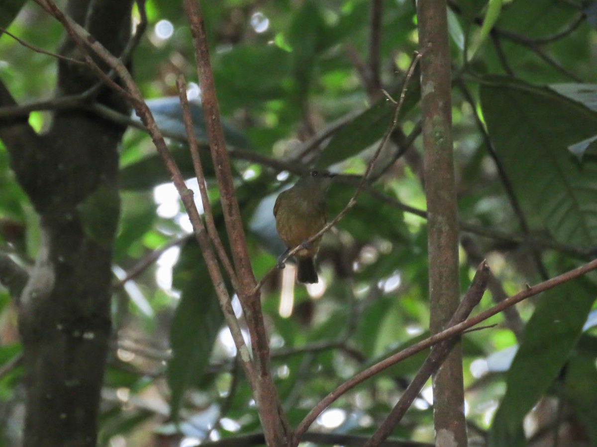 Sierra de Lema Flycatcher - ML437100371