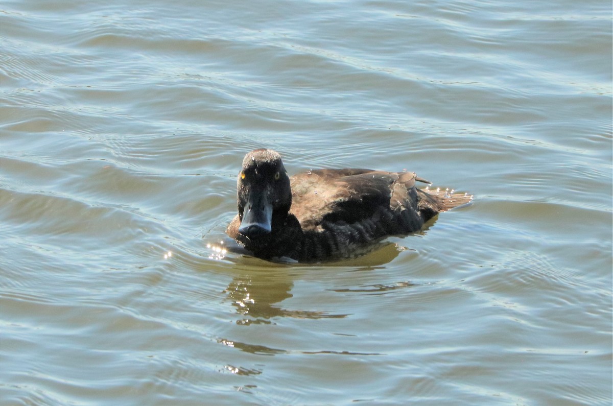 Greater Scaup - ML437100681