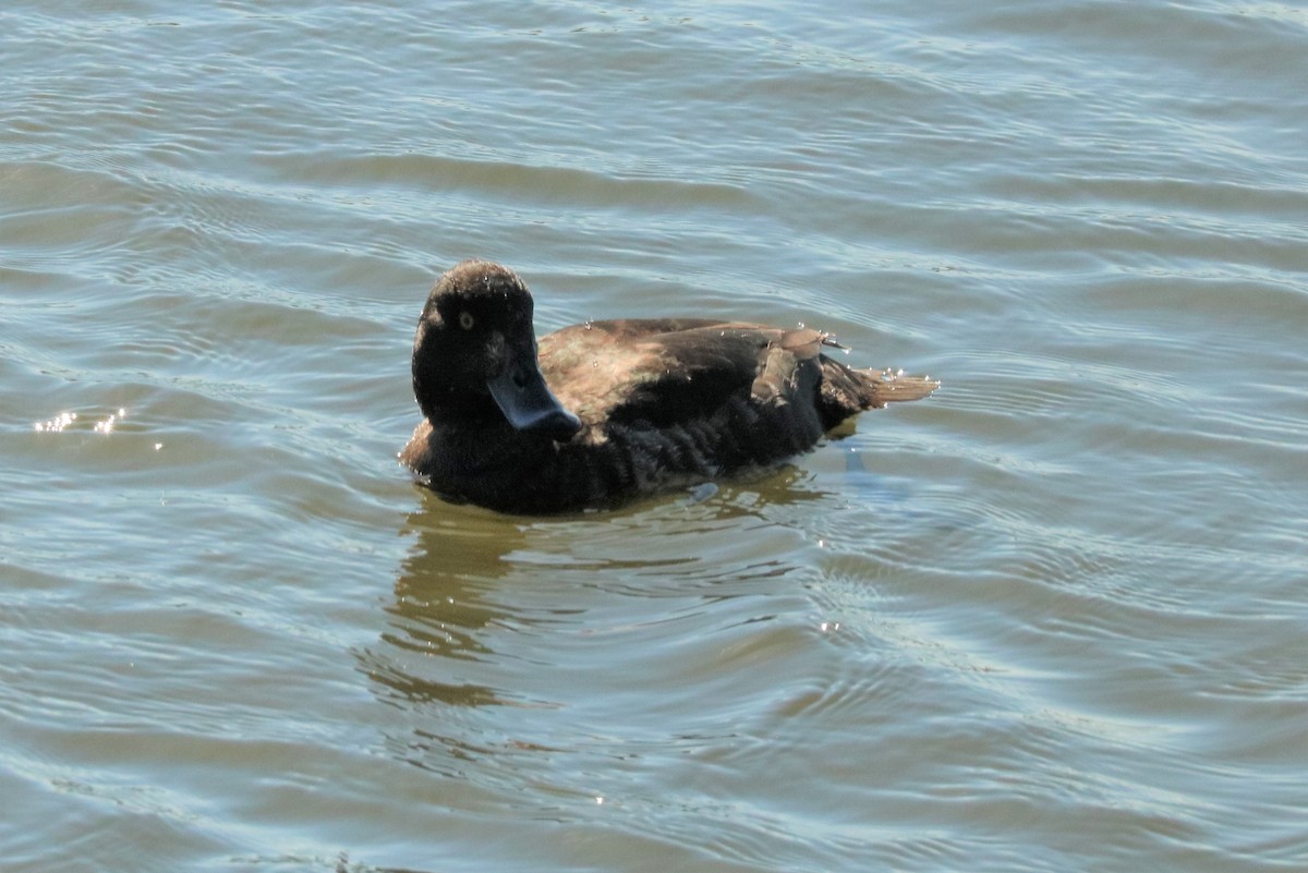 Greater Scaup - ML437100701