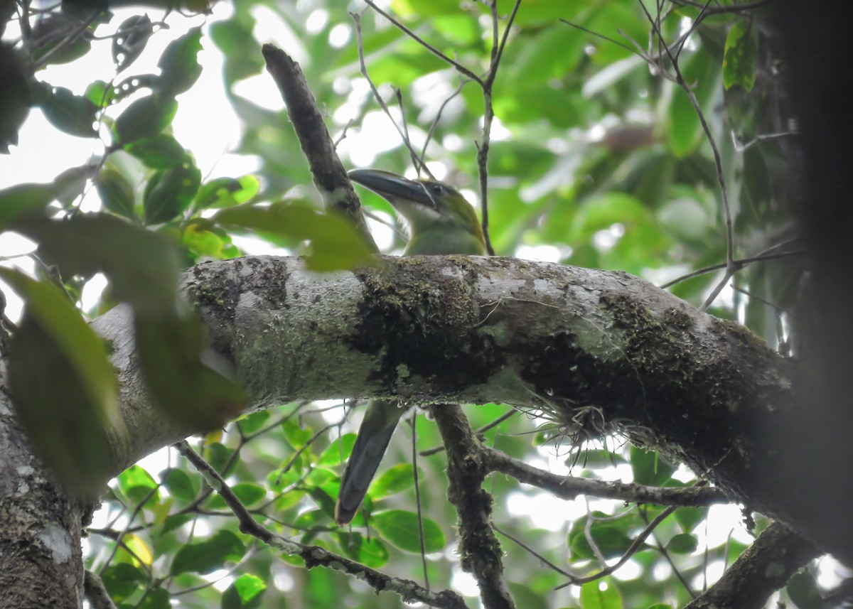 Toucanet de Whitely - ML437101561