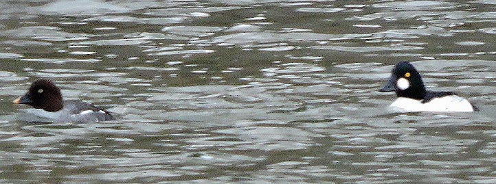 Common Goldeneye - ML43710221