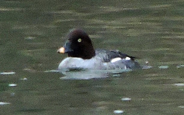 Common Goldeneye - Renee Lubert