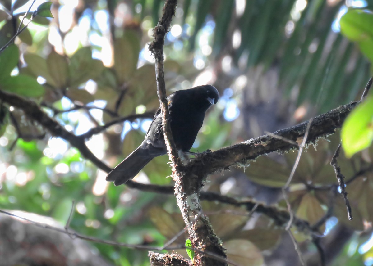 Golden-tufted Grackle - Arthur Gomes