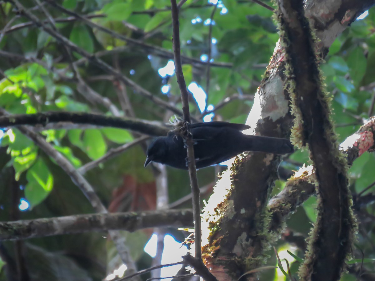 Golden-tufted Grackle - ML437103441