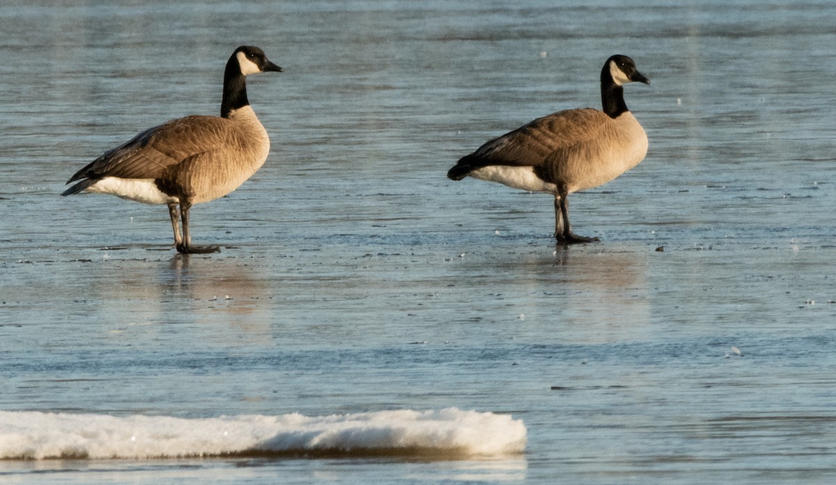 Канад галуу - ML437103801